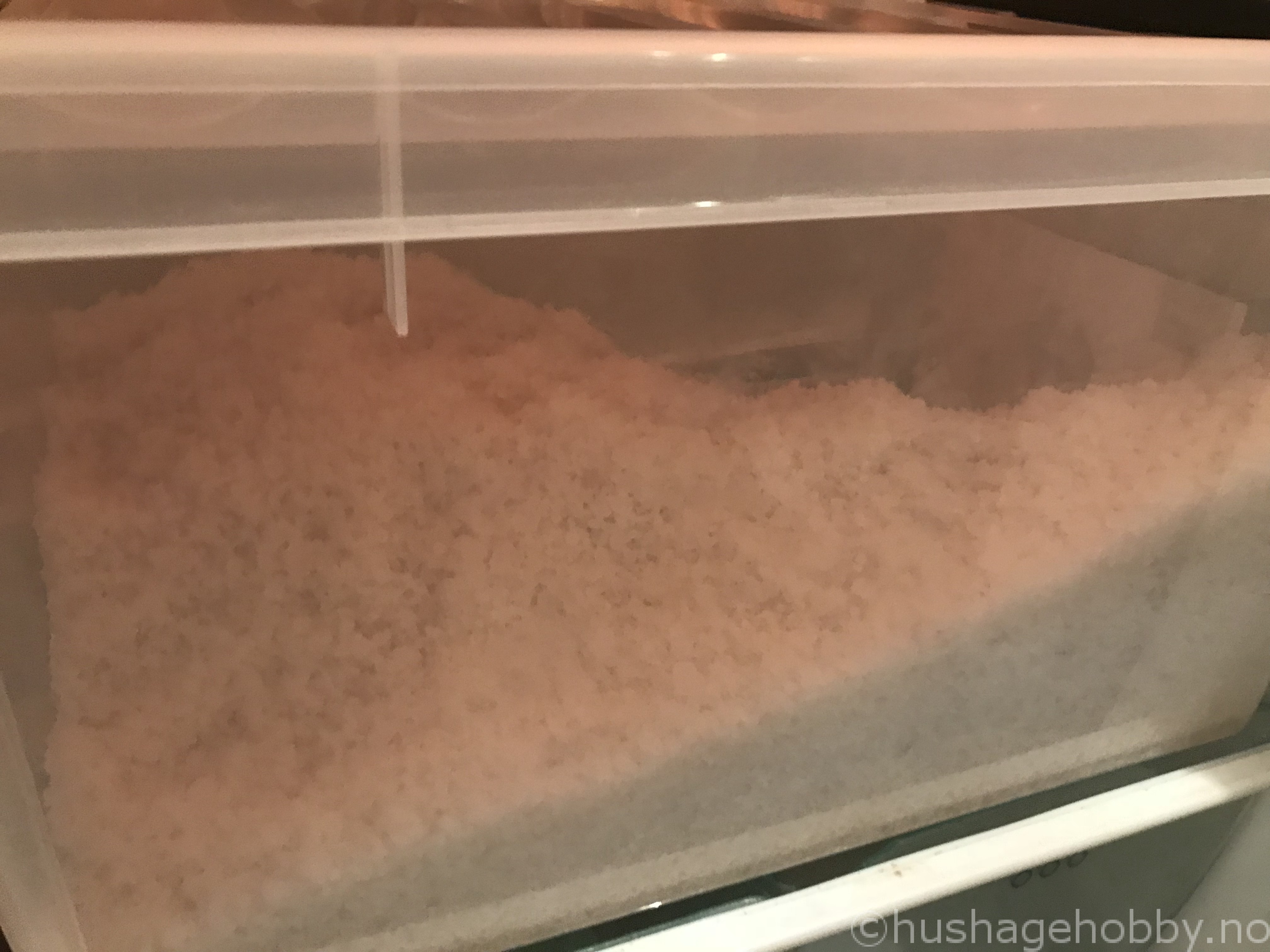 Fenalår tørrsaltet i salt etter 5 dager